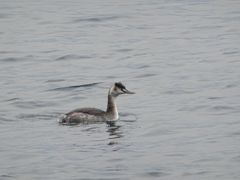 adulto di Svasso maggiore ? s: Podiceps cristatus